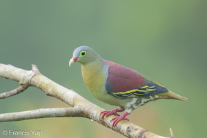 Thick-billed Green Pigeon-240607-231MSDCF-FYP07780-W.jpg