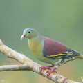 Thick-billed Green Pigeon-240607-231MSDCF-FYP07780-W.jpg