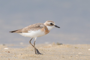 Tibetan Sand Plover-170726-101ND500-FYP_8192-W.jpg