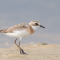 Tibetan Sand Plover-170726-101ND500-FYP_8192-W.jpg
