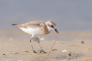 Tibetan Sand Plover-170726-101ND500-FYP_8196-W.jpg