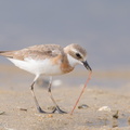 Tibetan Sand Plover-170726-101ND500-FYP_8196-W.jpg