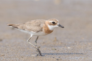 Tibetan Sand Plover-170806-102ND500-FYP_0124-W.jpg