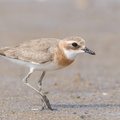 Tibetan_Sand_Plover-170806-102ND500-FYP_0124-W.jpg