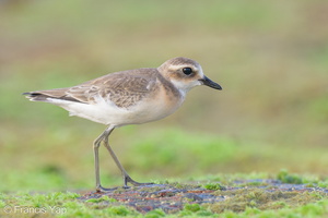 Tibetan Sand Plover-210912-120MSDCF-FRY01682-W.jpg