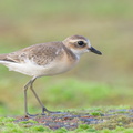 Tibetan Sand Plover-210912-120MSDCF-FRY01682-W.jpg