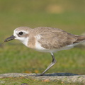 Tibetan Sand Plover-220806-152MSDCF-FYP00879-W.jpg