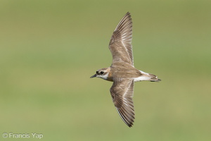 Tibetan Sand Plover-240901-245MSDCF-FYP04524-W.jpg