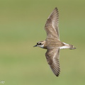 Tibetan Sand Plover-240901-245MSDCF-FYP04524-W.jpg