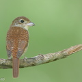 Tiger_Shrike-170924-113EOS1D-F1X22176-W.jpg