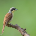 Tiger Shrike-210409-107MSDCF-FRY01522-W.jpg