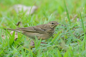 Tree Pipit-211030-126MSDCF-FRY00690-W.jpg