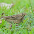 Tree Pipit-211030-126MSDCF-FRY00690-W.jpg
