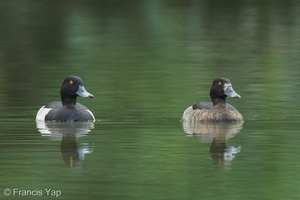 Tufted Duck-241114-251MSDCF-FYP09652-W.jpg