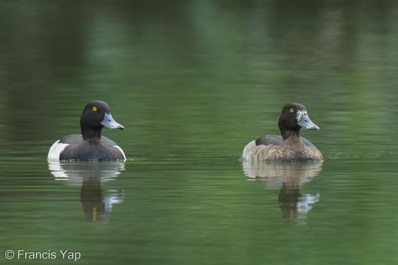 Tufted_Duck-241114-251MSDCF-FYP09652-W.jpg