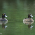 Tufted Duck-241114-251MSDCF-FYP09652-W.jpg