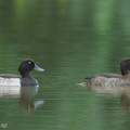 Tufted Duck-241114-251MSDCF-FYP09808-W.jpg