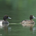 Tufted Duck-241114-252MSDCF-FYP00172-W.jpg