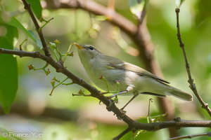 Two-barred Warbler-240506-227MSDCF-FYP06395-W.jpg