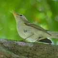 Two-barred Warbler-240506-227MSDCF-FYP06525-W.jpg