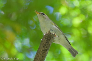 Two-barred Warbler-240506-227MSDCF-FYP06627-W.jpg