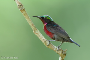 Van Hasselt's Sunbird-110123-105EOS7D-IMG_9967-W.jpg