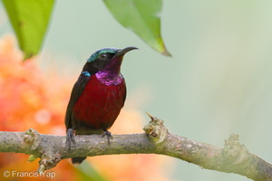 Van Hasselt's Sunbird-110123-106EOS7D-IMG_0085-W.jpg