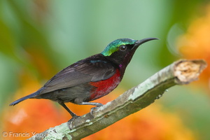Van Hasselt's Sunbird-110123-106EOS7D-IMG_0102-W.jpg