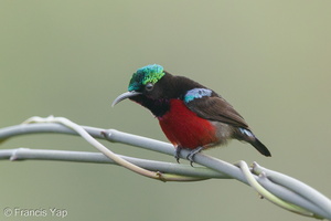 Van Hasselt's Sunbird-160224-102EOS5D-FY5S2576-W.jpg