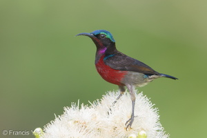 Van Hasselt's Sunbird-180401-108ND500-FYP_9095-W.jpg