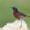 Van Hasselt's Sunbird-180401-108ND500-FYP_9095-W.jpg