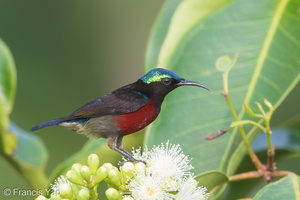 Van Hasselt's Sunbird-180401-108ND500-FYP_9223-W.jpg