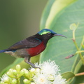 Van Hasselt's Sunbird-180401-108ND500-FYP_9223-W.jpg