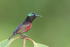 Van Hasselt's Sunbird-180523-109ND500-FYP_8526-W.jpg