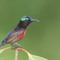 Van Hasselt's Sunbird-180523-109ND500-FYP_8526-W.jpg