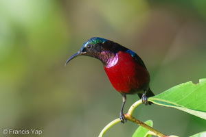 Van Hasselt's Sunbird-251205-141FRYAP-FYA01671-W.jpg