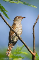 Violet Cuckoo-130830-110EOS1D-FY1X0202-W.jpg