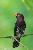 Violet Cuckoo-150104-119EOS1D-FY1X8405-W.jpg