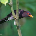 Violet Cuckoo-150104-119EOS1D-FY1X8593-W.jpg
