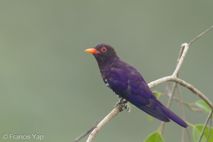 Violet Cuckoo-160805-102EOS1D-F1X29961-W.jpg