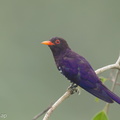 Violet Cuckoo-160805-102EOS1D-F1X29961-W.jpg