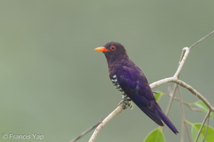Violet Cuckoo-160805-103EOS1D-F1X20014-W.jpg