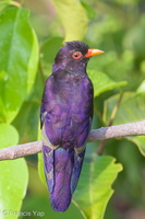 Violet Cuckoo-180321-108ND500-FYP_4613-W.jpg