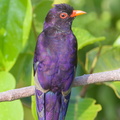 Violet Cuckoo-180321-108ND500-FYP_4613-W.jpg