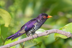 Violet Cuckoo-180321-108ND500-FYP_4883-W.jpg