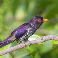 Violet Cuckoo-180321-108ND500-FYP_4883-W.jpg