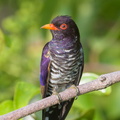 Violet Cuckoo-180321-108ND500-FYP_5029-W.jpg