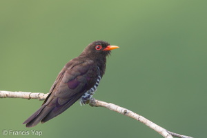 Violet Cuckoo-190710-118ND500-FYP_3773-W.jpg