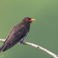Violet Cuckoo-190710-118ND500-FYP_3773-W.jpg