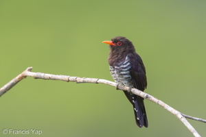 Violet Cuckoo-190710-118ND500-FYP_4044-W.jpg
